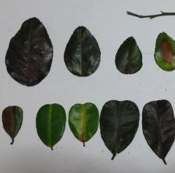 コブミカンの葉から 葉の変化について紹介 小さな庭づくりと木の診断 治療 大阪で庭や庭木に困ったら