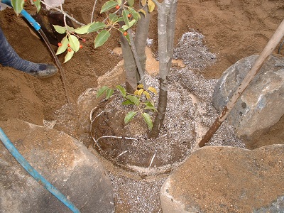 木を植えてみよう 失敗しないコツは木の生理機能を知ることから 小さな庭づくり専門店 作庭工房 Garden Hana