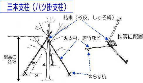 木を植えてみよう 失敗しないコツは木の生理機能を知ることから 小さな庭づくり専門店 作庭工房 Garden Hana