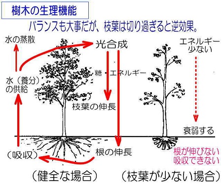 木を植えてみよう 失敗しないコツは木の生理機能を知ることから 小さな庭づくりと木の診断 治療 大阪で庭や庭木に困ったら