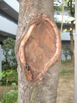 樹木医からのお願い 枝を切るのは慎重に 小さな庭づくりと木の診断 治療 大阪で庭や庭木に困ったら