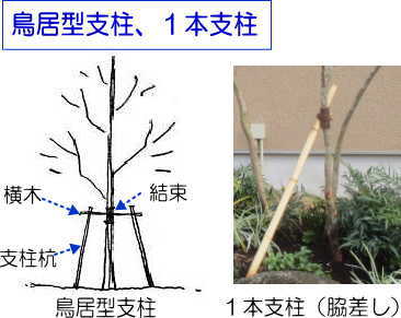 木を植えてみよう 失敗しないコツは木の生理機能を知ることから 小さな庭づくり専門店 作庭工房 Garden Hana