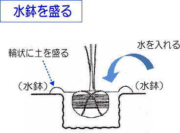 木を植えてみよう 失敗しないコツは木の生理機能を知ることから 小さな庭づくり専門店 作庭工房 Garden Hana